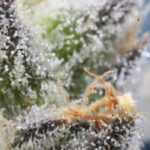 Unlocking the Secrets of Cannabis Pollen: Advanced Collection and Storage Techniques