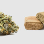 Pot vs Hash: Deep Dive into Cannabis Varieties